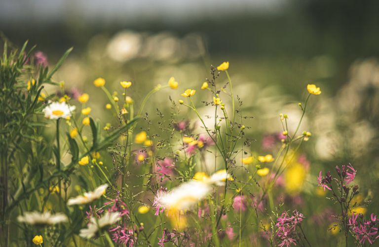meadow of wildflowers purple yellow and white with green grass and seeds wild growth of plants and weeds