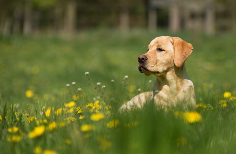yellow dog resting in tall grass with yellow and white wild flowers growing around it