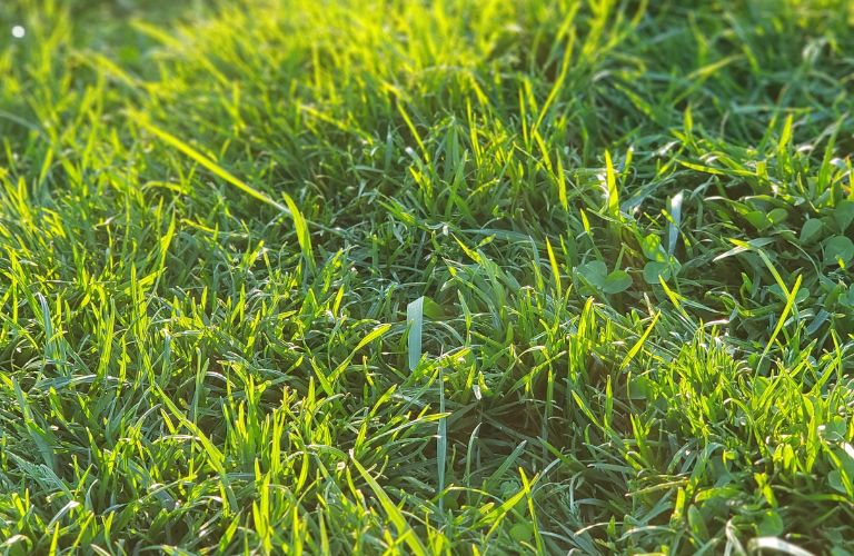 close up on green grass and clover growing thick and long