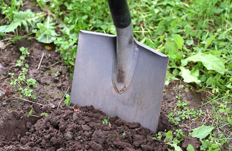 shovel stuck in dirt with small greens surrounding