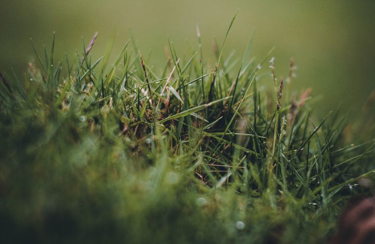 dew resting on green and brown grass seen close up