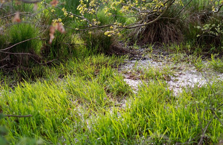 flooded grass like a bog or swamp grass after heavy rain flooded spetic tank