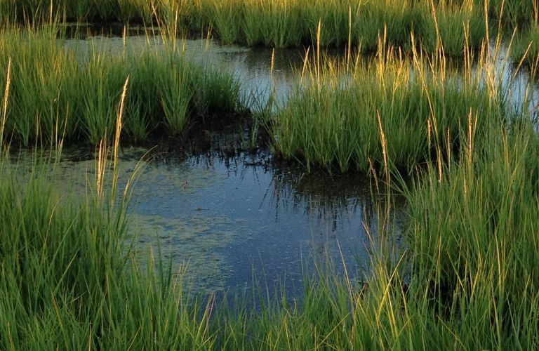 swamp or wetland with tall grass and algae floating on top of shallow water