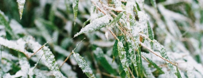 frosted grass close up green with white frost