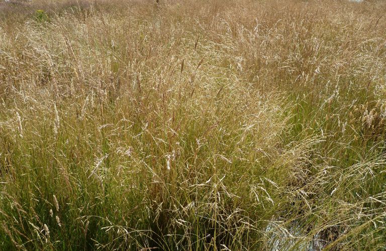 long overgrown grass blowing in the wind making seeds