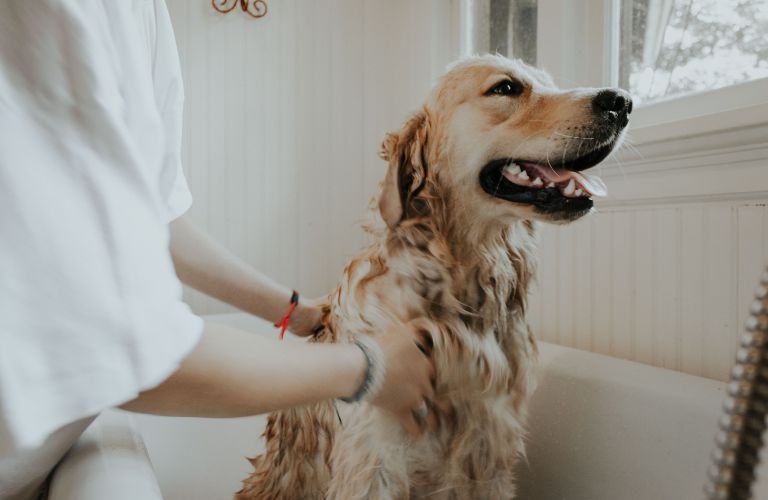 dog being washed in bathtub wet golden retriever large breed canine 