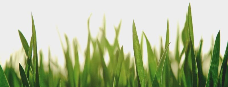 close up on blades of green grass in the sunlight