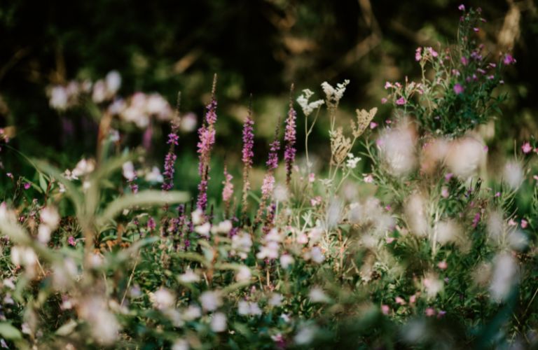 wild growth of weeds grasses and flowers