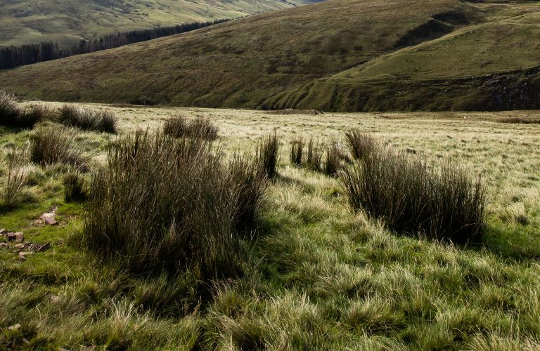 sloping hilly ground with grass and brush