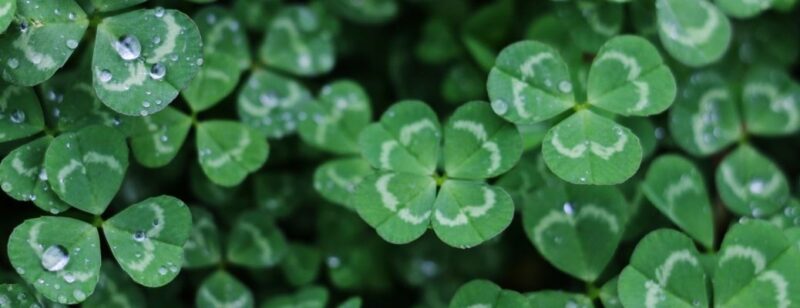 four leaf clover close up with white ring in the grass