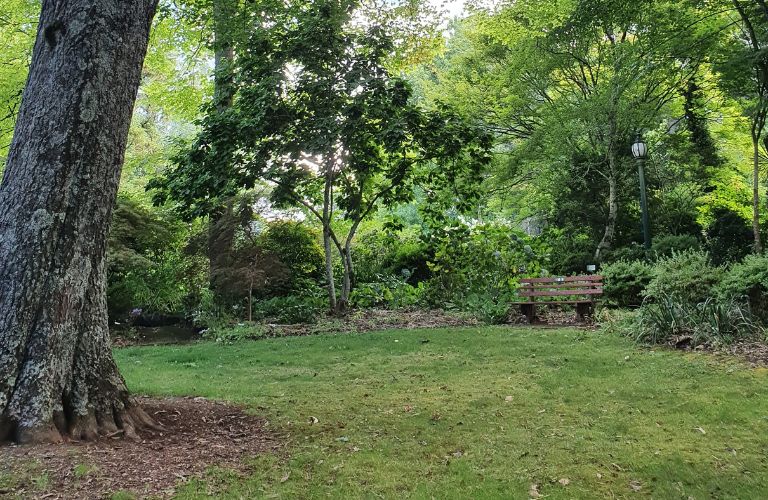 Back yard with trees and a bench