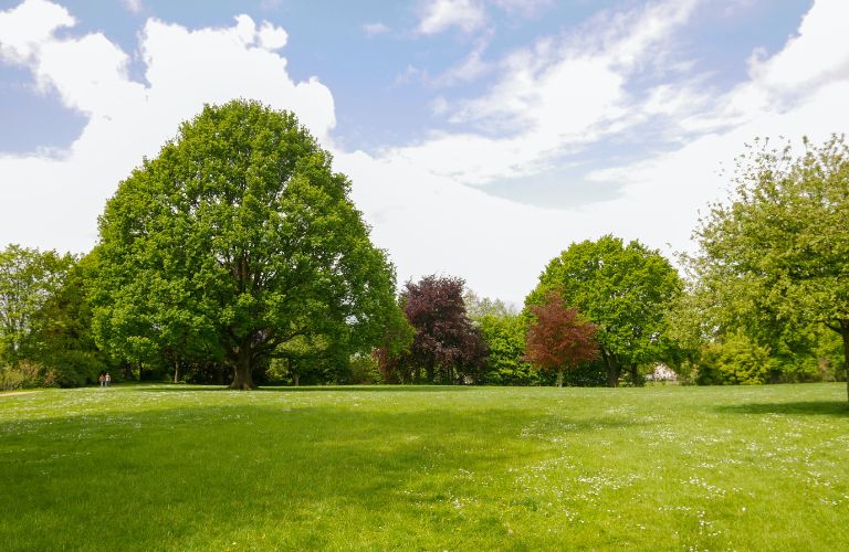 large open field of grass with trees in the distance