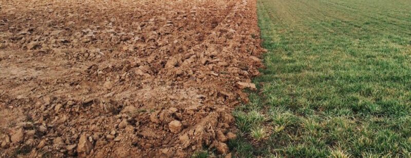 dirt on left and green grass on right even line division in a yard