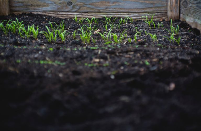 grass sprouting out of dark soil in a wood box