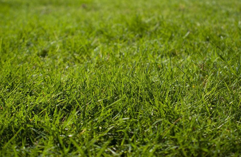 close up on green grass in a field or backyard