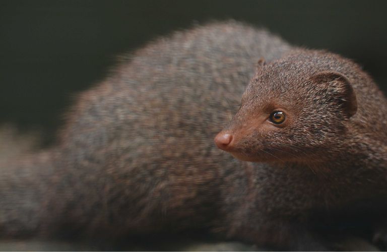 grey mongoose turning around