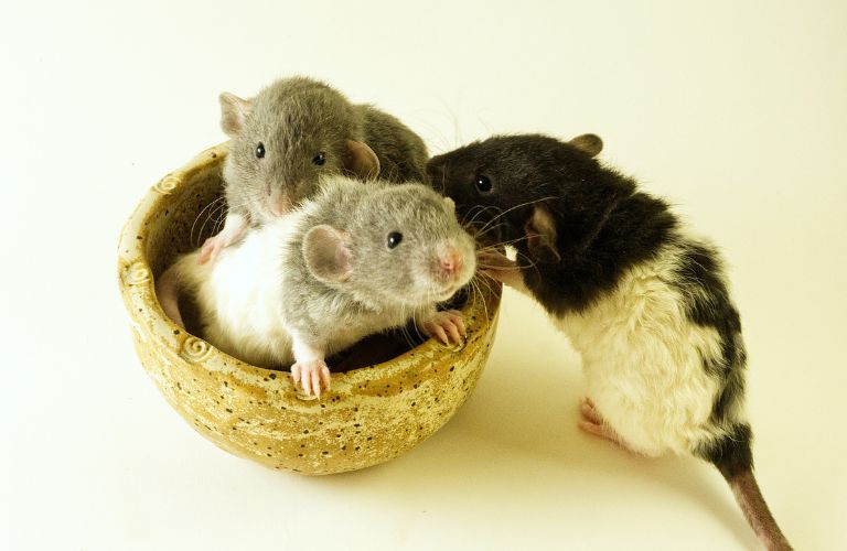three multicolored rats together with a small basket