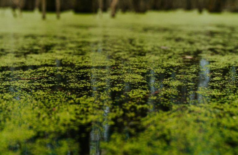 algae and other green floating on top of water