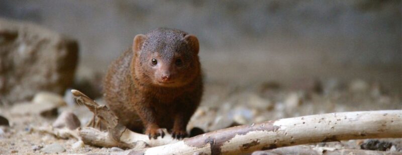 mongoose standing on sticks and small rocks