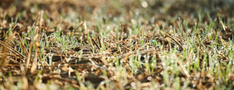 green and brown grass viewed from close up