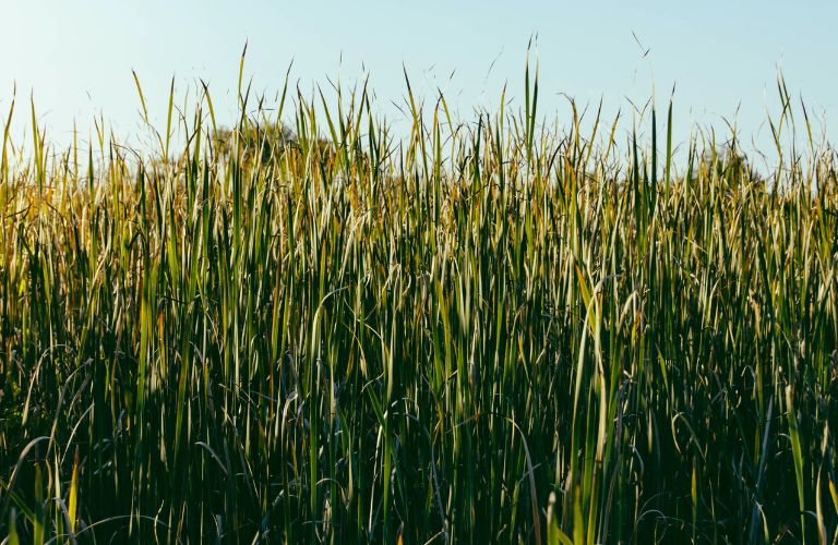 tall grass growing high toward a blue sky