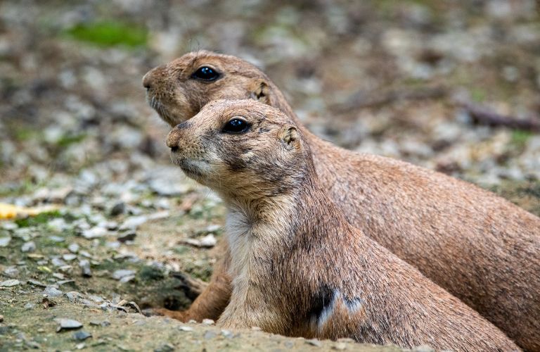 two prairie dogs looking to the left after emerging from a burrow