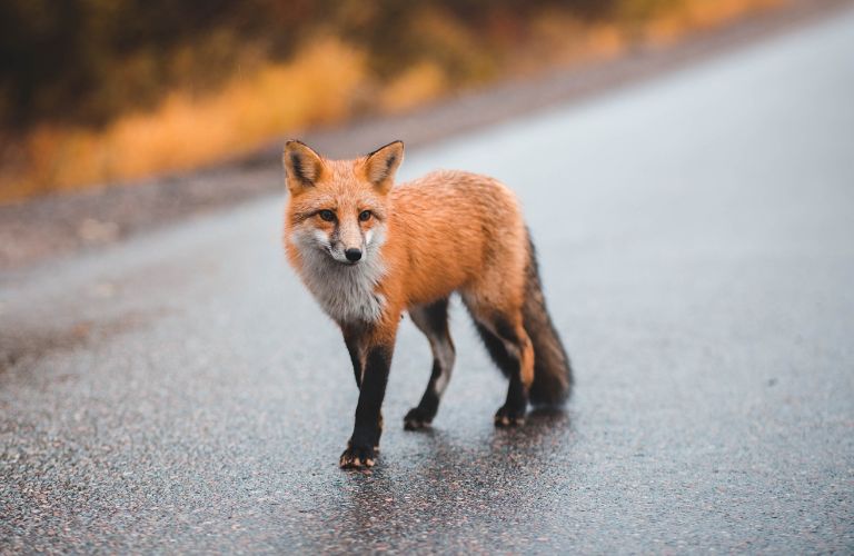 brown fox walking along a blacktop road