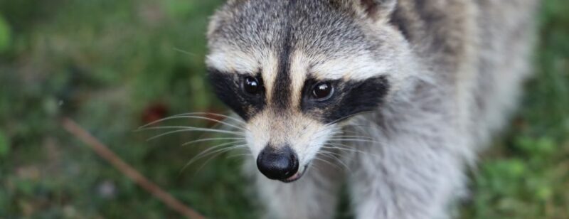 raccoon in the grass standing on all fours