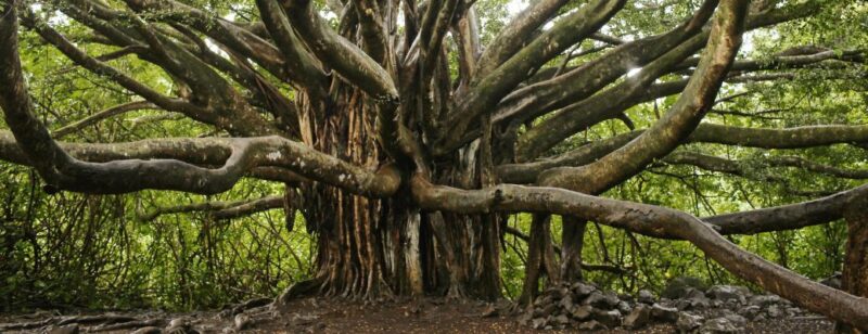 large banyan tree in Hawaii with branches going everywhere