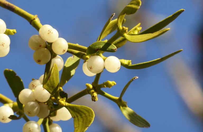 white mistletoe berries growing on a tree