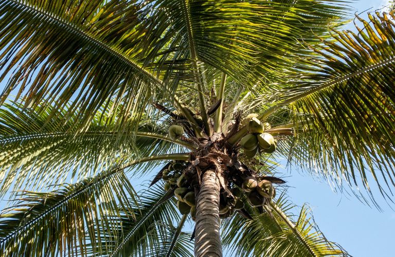 coconut palm tree with several coconuts growing at the top