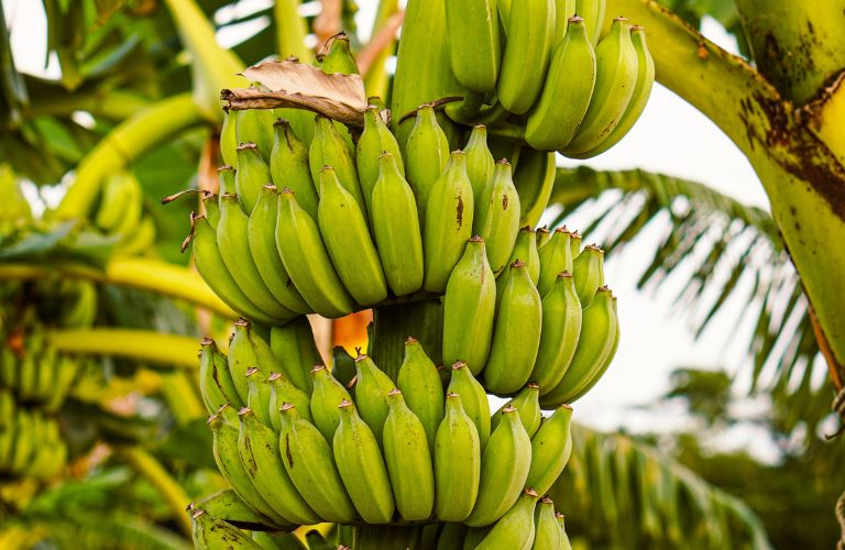 banana tree full of bunches of bananas growing green